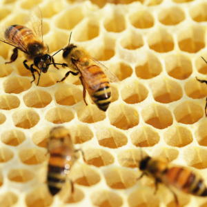Panal de abejas